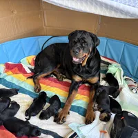 LOLA, a female Rottweiler for sale in Charlottesville, VA – Photo 3 of 10