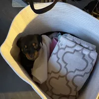 LOLA, a female Rottweiler for sale in Charlottesville, VA – Photo 9 of 10