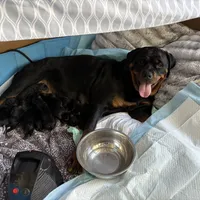 LOLA, a female Rottweiler for sale in Charlottesville, VA – Photo 10 of 10