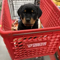 LOLA, a female Rottweiler for sale in Charlottesville, VA – Photo 7 of 10