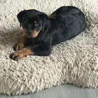 LOLA, a female Rottweiler for sale in Charlottesville, VA – Photo 1 of 10