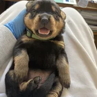LOLA, a female Rottweiler for sale in Charlottesville, VA – Photo 6 of 10