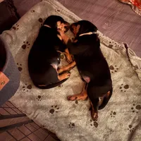 LAMB, a female Rottweiler for sale in Charlottesville, VA – Photo 9 of 10