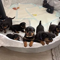 LAMB, a female Rottweiler for sale in Charlottesville, VA – Photo 6 of 10