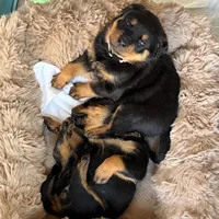 LAMB, a female Rottweiler for sale in Charlottesville, VA – Photo 10 of 10