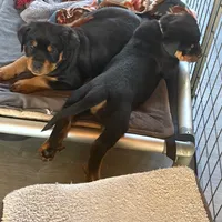 LAMB, a female Rottweiler for sale in Charlottesville, VA – Photo 7 of 10