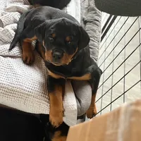 LAMB, a female Rottweiler for sale in Charlottesville, VA – Photo 4 of 10