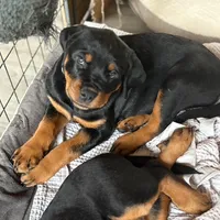 LAMB, a female Rottweiler for sale in Charlottesville, VA – Photo 1 of 10