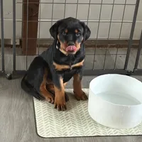 LAMB, a female Rottweiler for sale in Charlottesville, VA – Photo 3 of 10