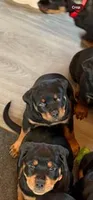 BB, a female Rottweiler for sale in Charlottesville, VA – Photo 3 of 4