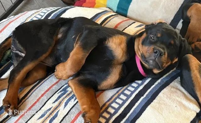 BB – Rottweiler puppy for sale in Charlottesville, VA