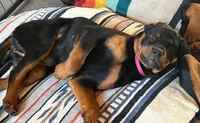 BB, a female Rottweiler for sale in Charlottesville, VA – Photo 1 of 4