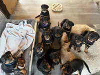 BB, a female Rottweiler for sale in Charlottesville, VA – Photo 4 of 4