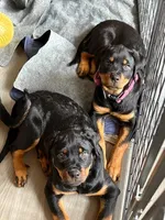 BB, a female Rottweiler for sale in Charlottesville, VA – Photo 2 of 4
