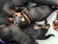 processed/eea60e46-2298-40b5-b5d1-b3d4e77057dd/listing/b7516981-d3ae-4f1c-94e5-cdc3d29a150e/49da52a9-1cd7-413a-923f-2e250db797dd