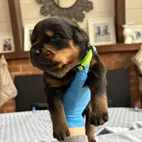 KLONOPIN, a female Rottweiler for sale in Charlottesville, VA – Photo 4 of 10