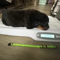 KLONOPIN, a female Rottweiler for sale in Charlottesville, VA – Photo 6 of 10