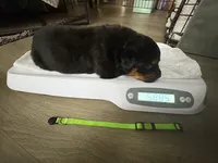 processed/eea60e46-2298-40b5-b5d1-b3d4e77057dd/listing/b78a3e95-98c6-4530-9589-2906e6e2e4d2/316b23fc-560b-4446-bbbf-257a0236540c