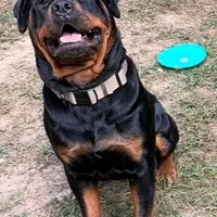 KLONOPIN, a female Rottweiler for sale in Charlottesville, VA – Photo 10 of 10