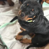 KLONOPIN, a female Rottweiler for sale in Charlottesville, VA – Photo 1 of 10