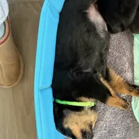KLONOPIN, a female Rottweiler for sale in Charlottesville, VA – Photo 5 of 10