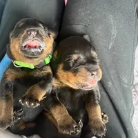 KLONOPIN, a female Rottweiler for sale in Charlottesville, VA – Photo 7 of 10