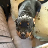 KLONOPIN, a female Rottweiler for sale in Charlottesville, VA – Photo 3 of 10