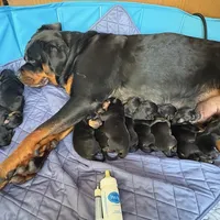 KLONOPIN, a female Rottweiler for sale in Charlottesville, VA – Photo 8 of 10