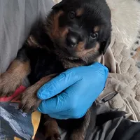 XAN, a female Rottweiler for sale in Charlottesville, VA – Photo 6 of 10