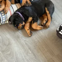 XAN, a female Rottweiler for sale in Charlottesville, VA – Photo 3 of 10