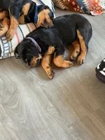 processed/eea60e46-2298-40b5-b5d1-b3d4e77057dd/listing/f6626620-f20f-4717-af78-391d5c2045a2/432e5150-f9dd-4c17-9259-65bc95ffee2c