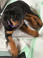 processed/eea60e46-2298-40b5-b5d1-b3d4e77057dd/listing/f6626620-f20f-4717-af78-391d5c2045a2/4806244e-01b6-4ad1-9d1e-e08b48f98a2a