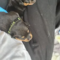 XAN, a female Rottweiler for sale in Charlottesville, VA – Photo 8 of 10