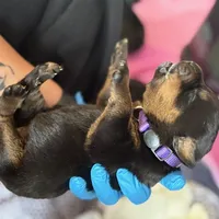 XAN, a female Rottweiler for sale in Charlottesville, VA – Photo 10 of 10