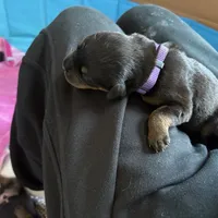 XAN, a female Rottweiler for sale in Charlottesville, VA – Photo 9 of 10