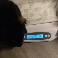 XAN, a female Rottweiler for sale in Charlottesville, VA – Photo 7 of 10