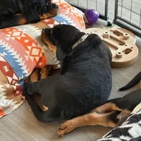LOUIE, a male Rottweiler for sale in Charlottesville, VA – Photo 9 of 10