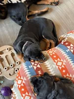 processed/eea60e46-2298-40b5-b5d1-b3d4e77057dd/listing/f86f34b4-92b3-48c8-8d44-12a891e31dde/35d4c1c4-8336-4fdc-afe3-19a887e8e85d