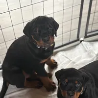 LOUIE, a male Rottweiler for sale in Charlottesville, VA – Photo 7 of 10