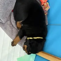 LOUIE, a male Rottweiler for sale in Charlottesville, VA – Photo 6 of 10