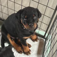 LOUIE, a male Rottweiler for sale in Charlottesville, VA – Photo 1 of 10