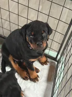 processed/eea60e46-2298-40b5-b5d1-b3d4e77057dd/listing/f86f34b4-92b3-48c8-8d44-12a891e31dde/593fb9c8-bd71-4dd1-ae12-61f77b133ed0