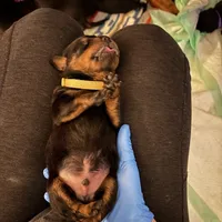 LOUIE, a male Rottweiler for sale in Charlottesville, VA – Photo 2 of 10