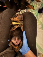 processed/eea60e46-2298-40b5-b5d1-b3d4e77057dd/listing/f86f34b4-92b3-48c8-8d44-12a891e31dde/5f531579-7d5a-4ea4-853e-efe175fc786a