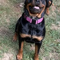 LOUIE, a male Rottweiler for sale in Charlottesville, VA – Photo 4 of 10