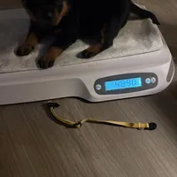 LOUIE, a male Rottweiler for sale in Charlottesville, VA – Photo 8 of 10