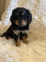 Pri, a female Miniature Bernedoodle for sale in Canon City, CO – Photo 3 of 3