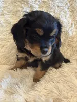 Pri, a female Miniature Bernedoodle for sale in Canon City, CO – Photo 2 of 3