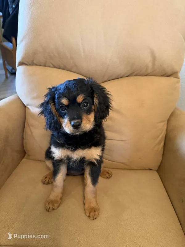 Pri – Cavalier King Charles Spaniel, Miniature Bernedoodle puppy for sale in Canon City, CO