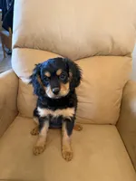 Pri, a female Cavalier King Charles Spaniel and Miniature Bernedoodle for sale in Canon City, CO – Photo 1 of 6
